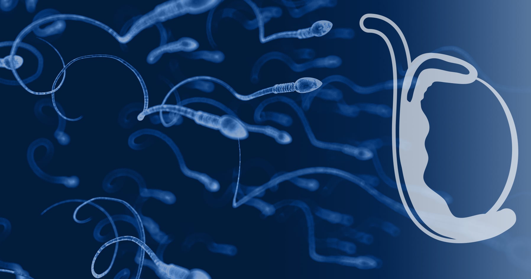 glp-1 male fertility glp 1 Is there a role for glucagonlike peptide1 receptor agonists in the treatment of infertility? - Cannarella - 2021 Clinical trials suggest GLP-1s may