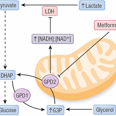 what is metformin mechanism of action