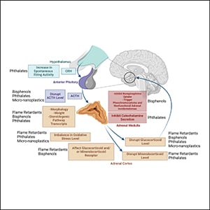 Effects of Endocrine-Disrupting Chemicals on Adrenal Function ...