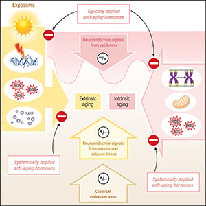 Endocrine Controls of Skin Aging | Endocrine Society