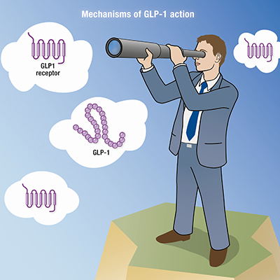 GLP-1 Action and Receptor Localization | Endocrine Society GLP-1 Action and Receptor Localization | Endocrine Society