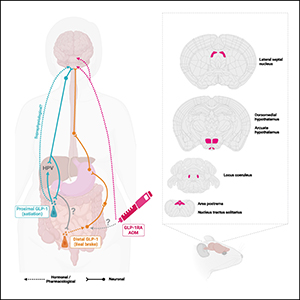 coming off glp 1 side effects Your guide to GLP-1 side effects