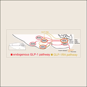 View of Glucagon-Like Peptide 1 (GLP-1) Action on Hypothalamic Feeding Circuits ...