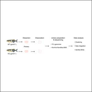 Gnrh Fish GnRH-Gonadotropes Interactions Revealed by Pituitary Single-Cell ...