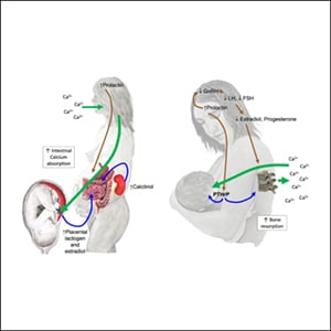 Pregnancy and Lactation Associated Bone Fragility