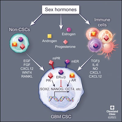 Sex Hormones and Glioblastoma Cancer Stem Cells | Endocrine Society
