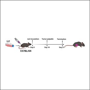 The LEAP2 Response to Cancer-Related Anorexia-Cachexia Syndrome in Male ...