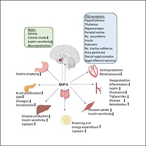 WHO guideline on the use of glucagon-like peptide-1 (GLP-1) therapies ...