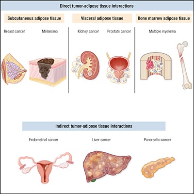 Update on Adipose Tissue and Cancer