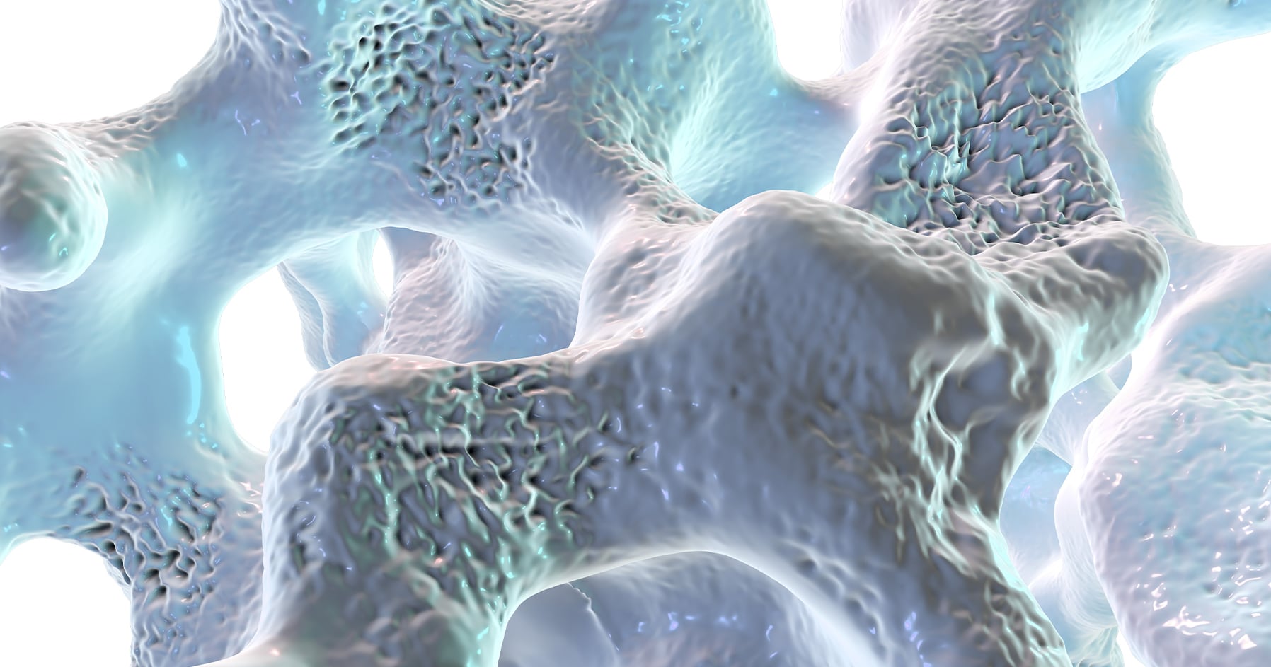 Image of bone tissue in the body.