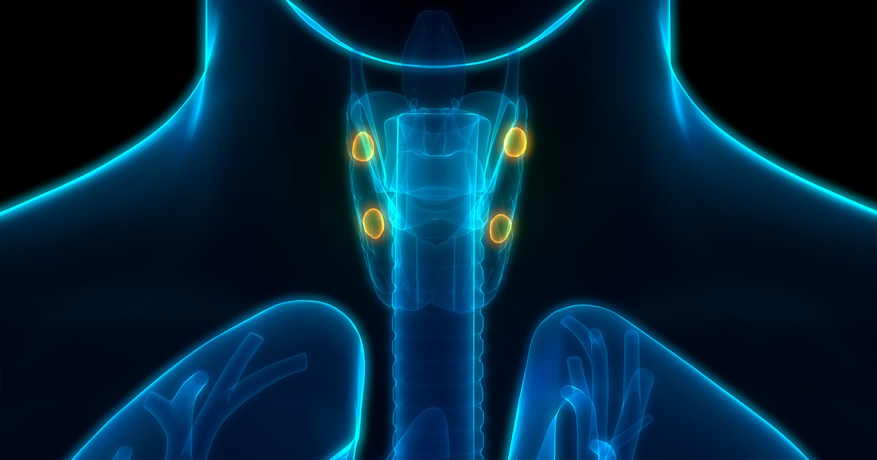 Image of glands responsible for primary hyperparathyroidism.