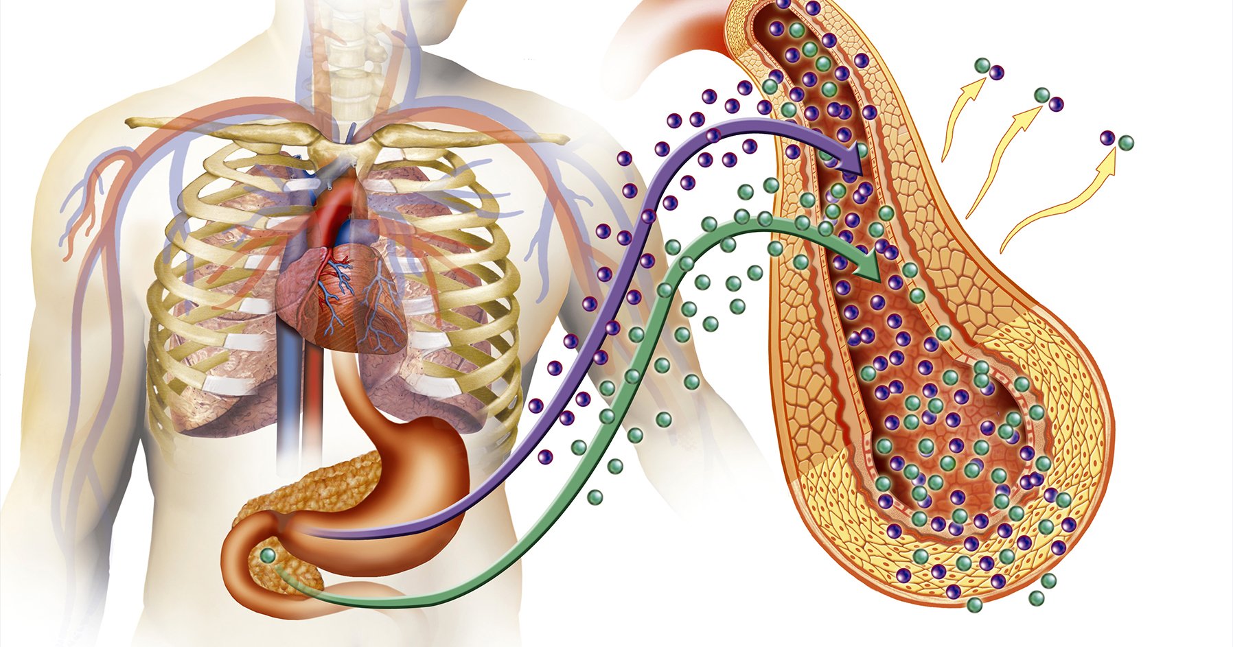 Lower Back (Human Anatomy): Image, Function, Diseases, and Treatments