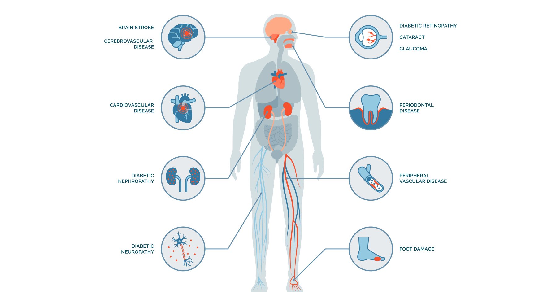 Image displaying endocrine functions in the body.