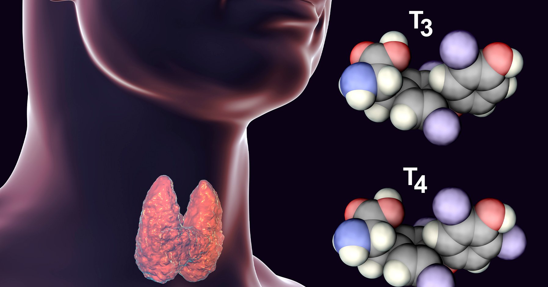 Image of thyroid and T3 and T4 hormones