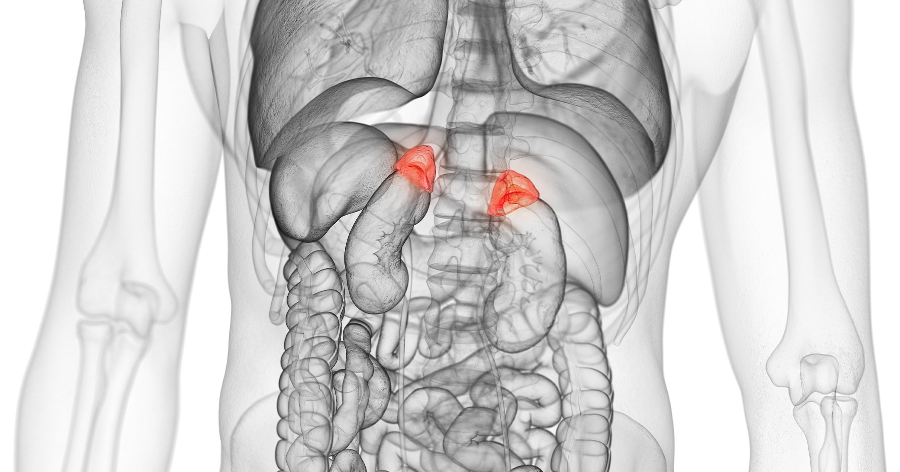 Image of adrenal glands in body.