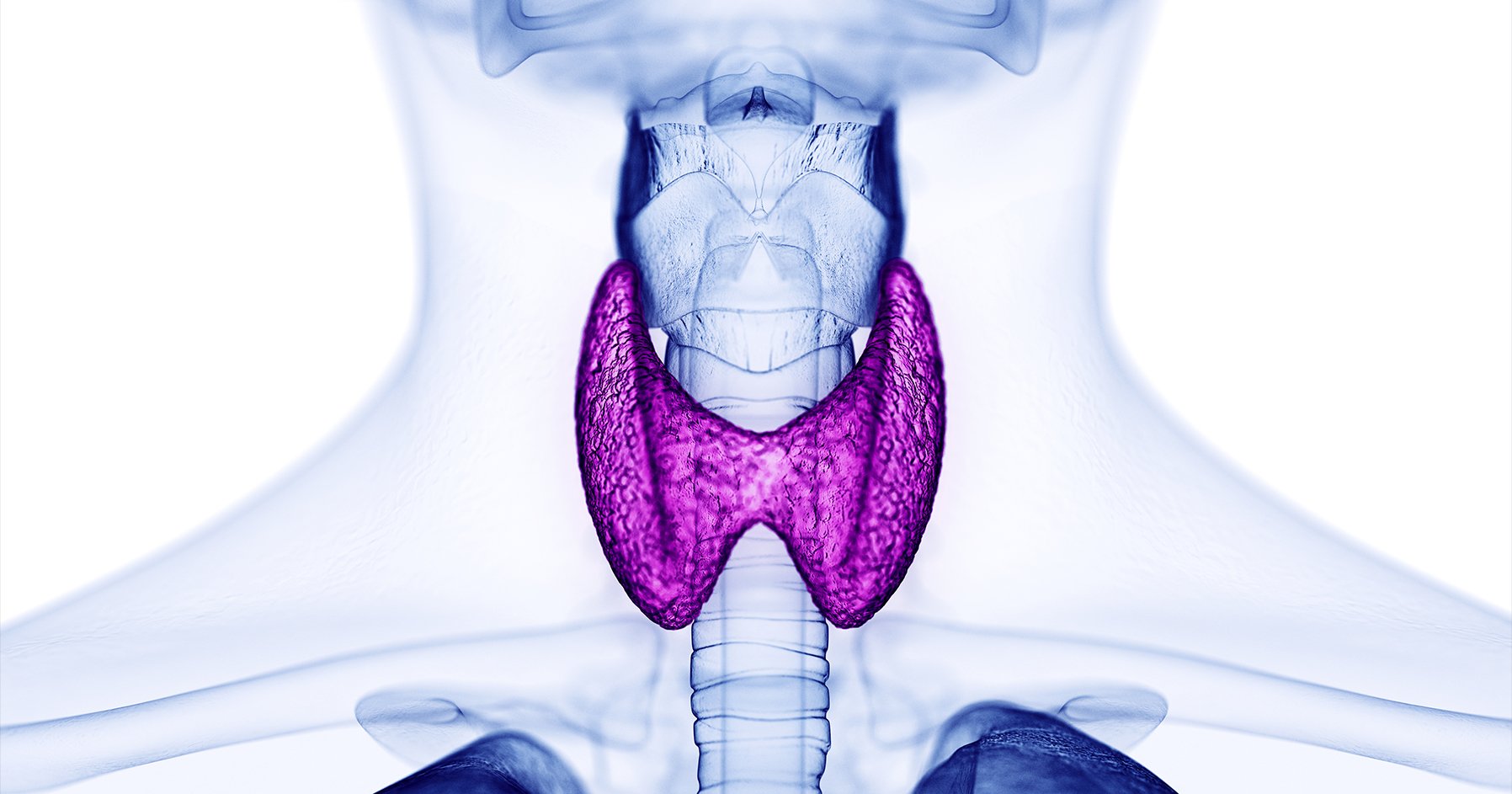 Image of thyroid gland responsible for hyperthyroidism.
