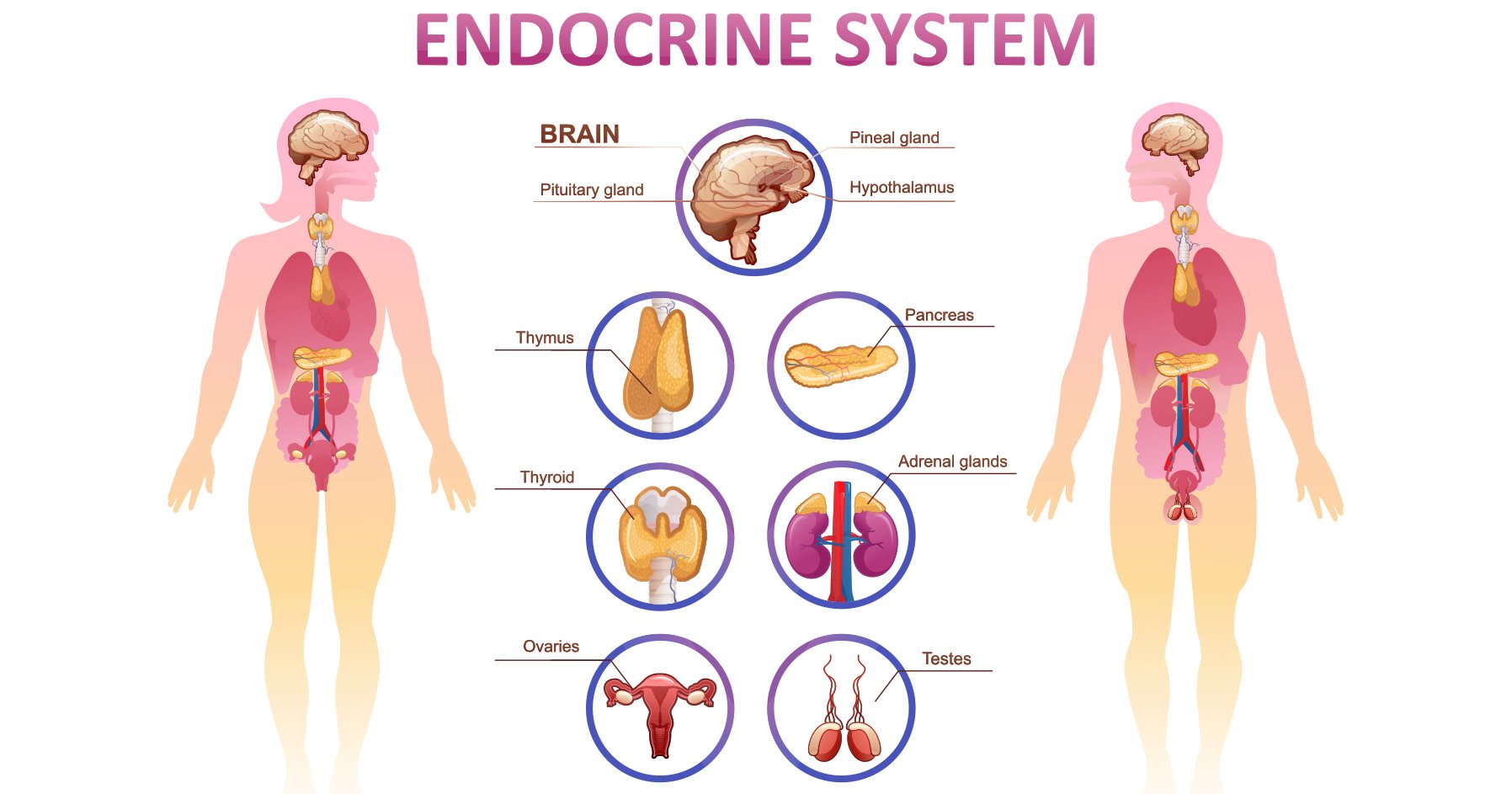 Endocrine system Endocrine system