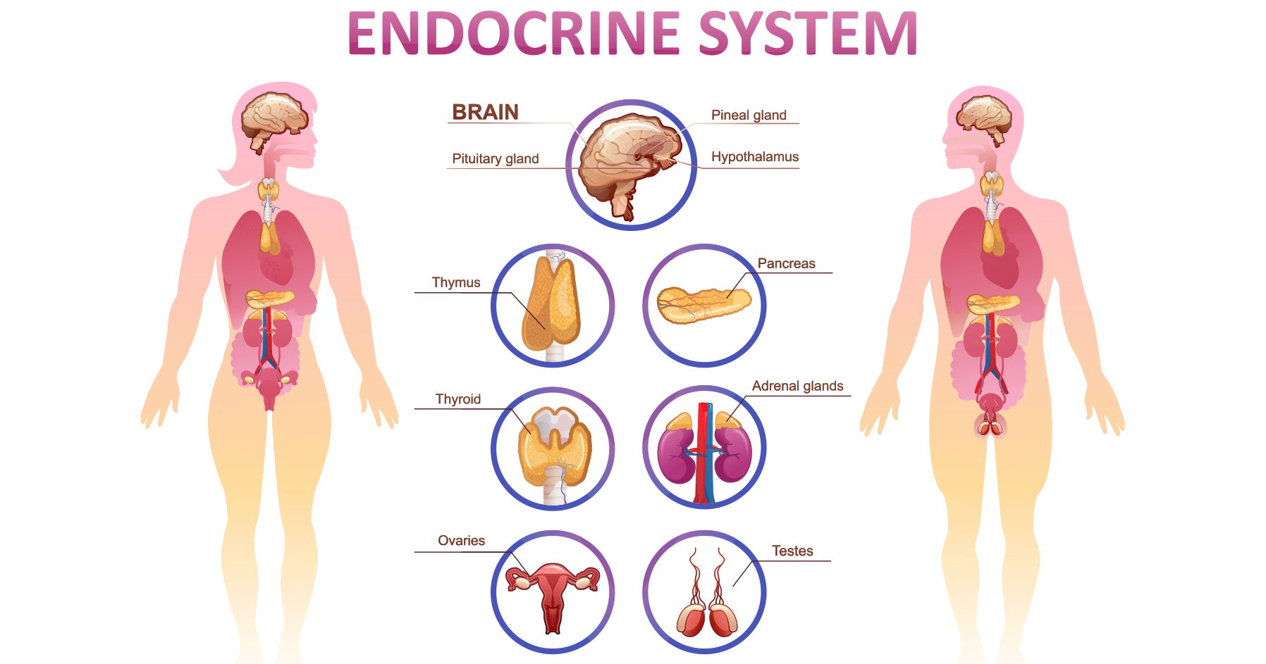 Image of the endocrine system