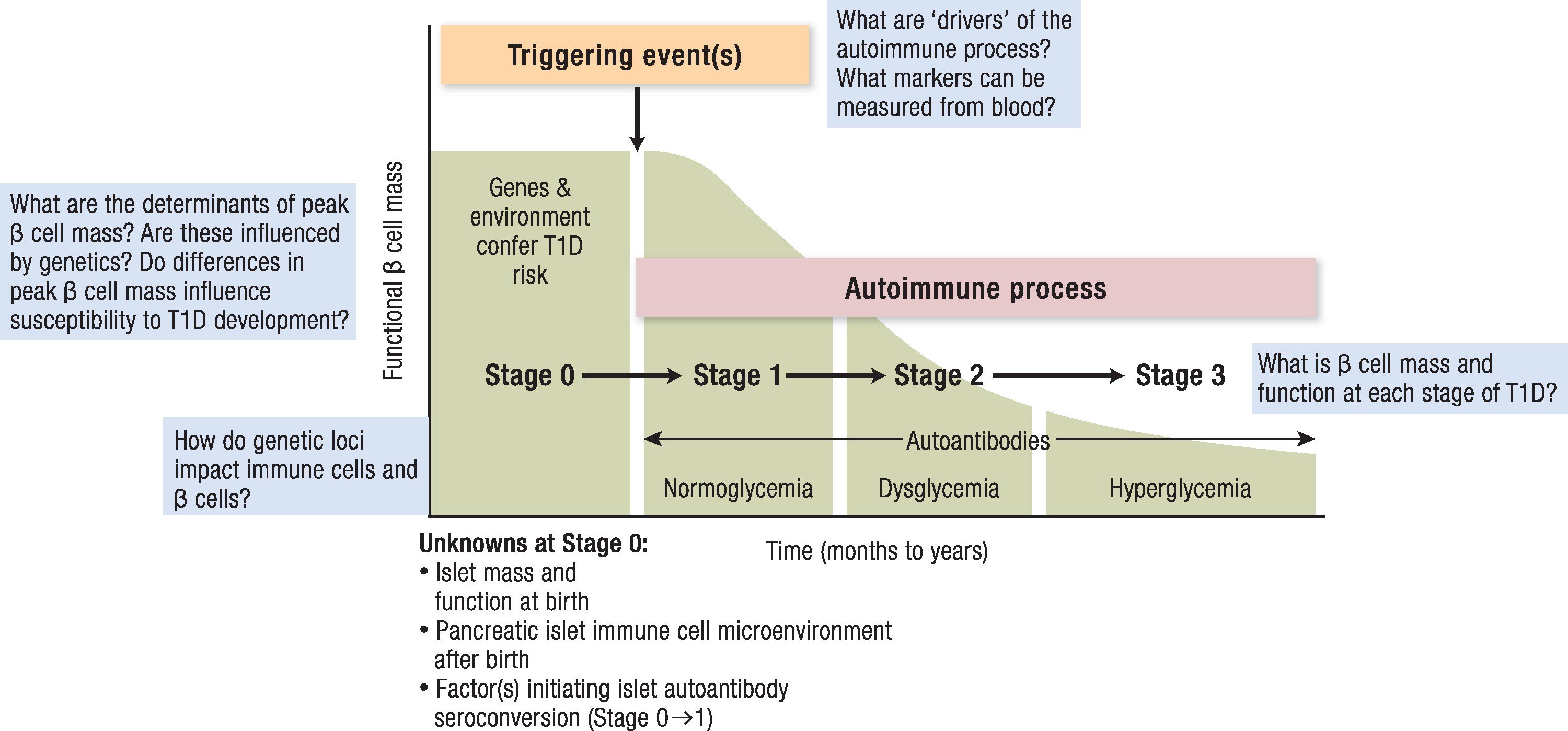 Figure1 - Challenges and Opportunities for Understanding the Pathogenesis of Type 1 Diabetes: An Endocrine Society Scientific Statement