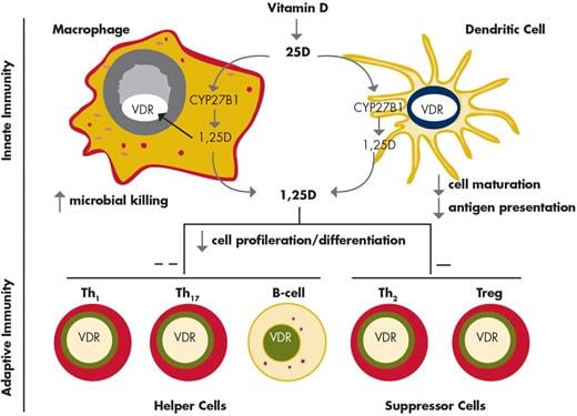 Figure 3 - The Nonskeletal Effects of Vitamin D: An Endocrine Society Scientific Statement